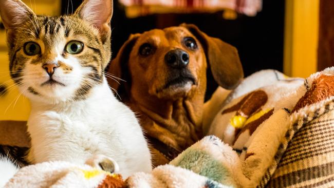 How to prep your pet for the big move