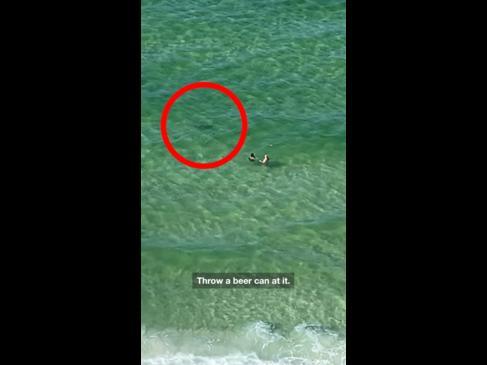 Horrifying moment man spots shark circling tourists