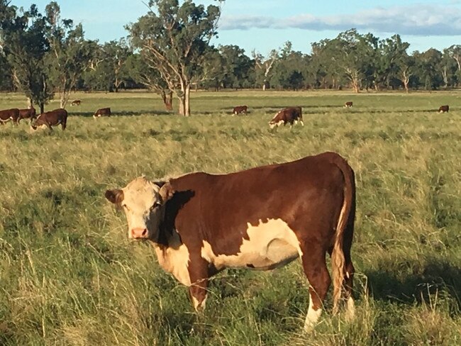 NFF president Fiona Simson's NSW farm.