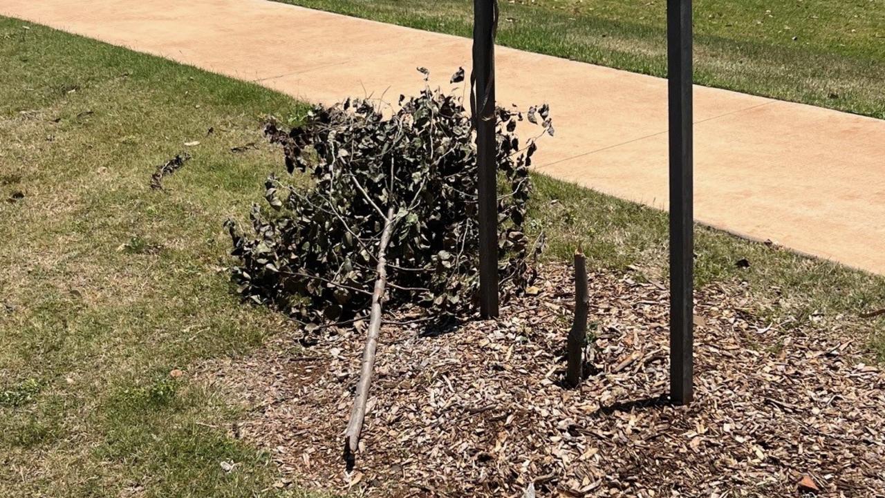 ‘$5000 reward’: Developer outraged at tree vandalism