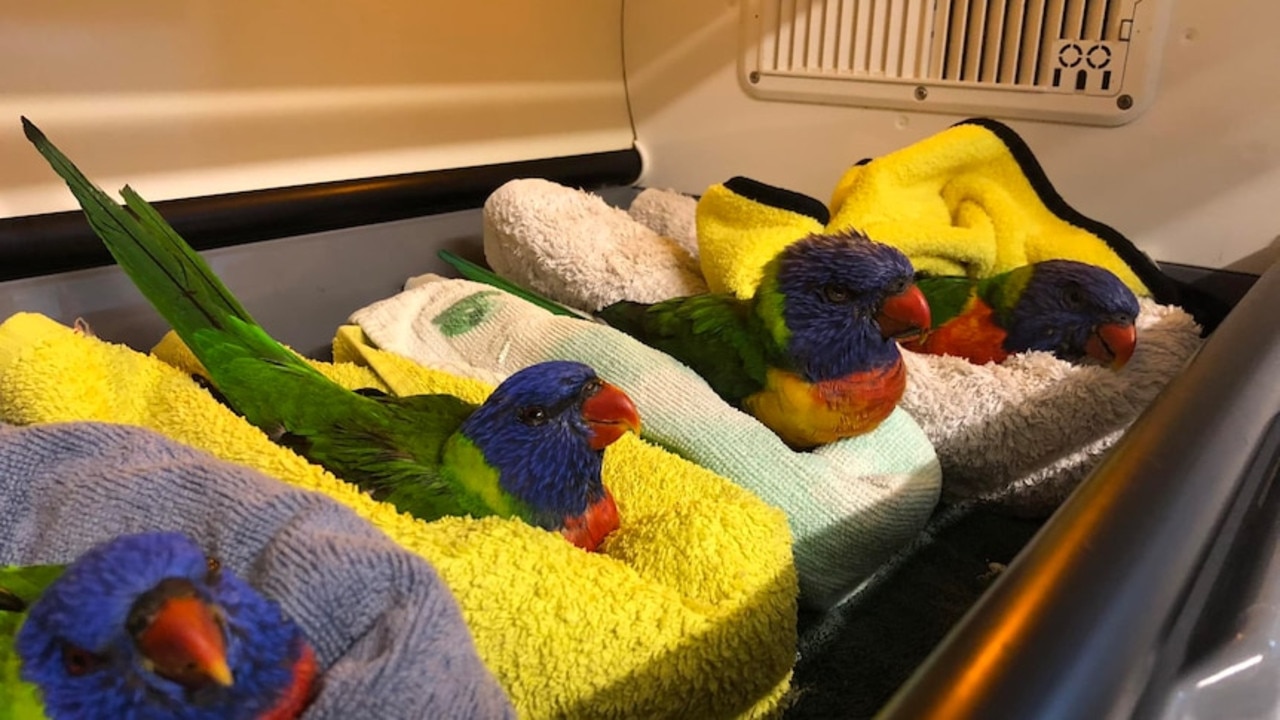 Four rainbow lorikeets, Mash, Chippy, Tater and Spud, who were struck down by LPS. Picture: RSPCA Queensland.