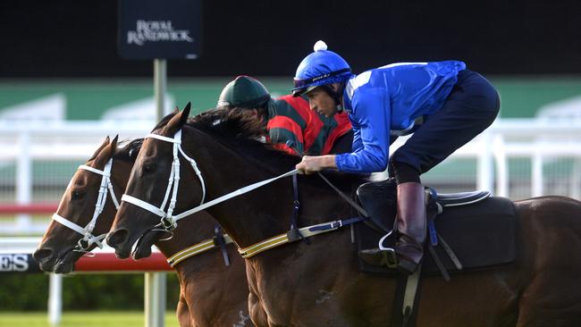 Winx is chasing her 30th straight win. Picture: AAP