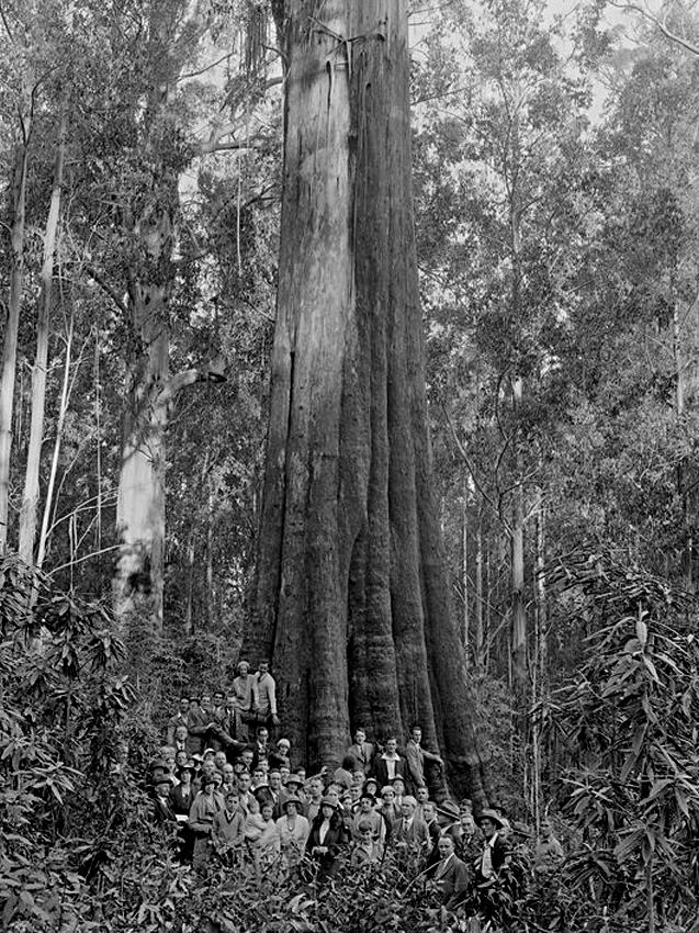 A group of Victorians with a giant mountain ash in the 1950s. Picture: State Library of Victoria