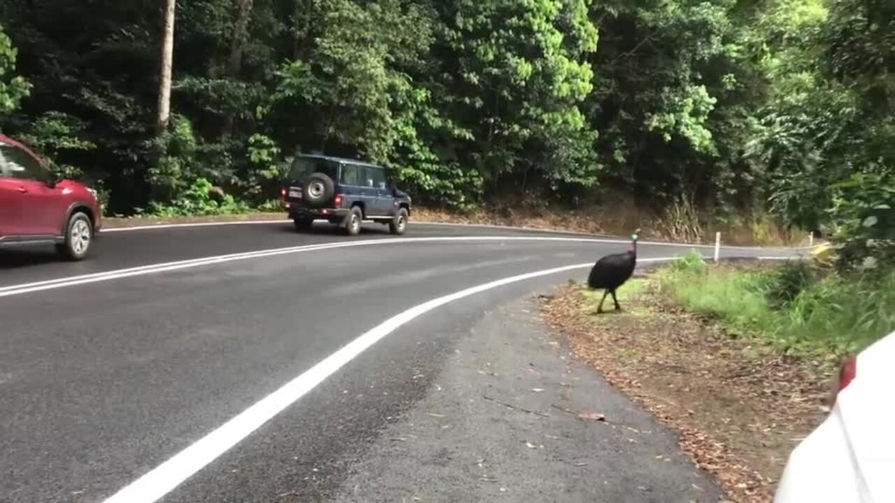 Drivers warned about cassowary on Gillies Range in Far North Qld