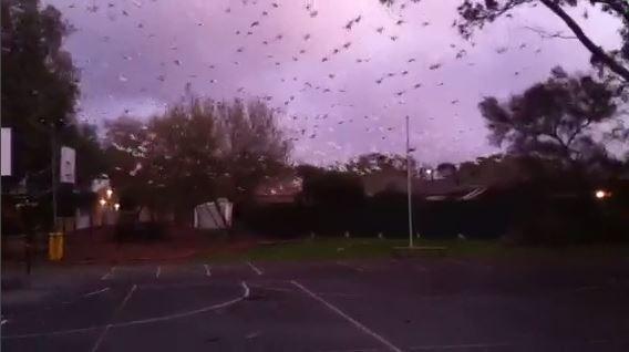 Listen to a flock of corellas in all their glory