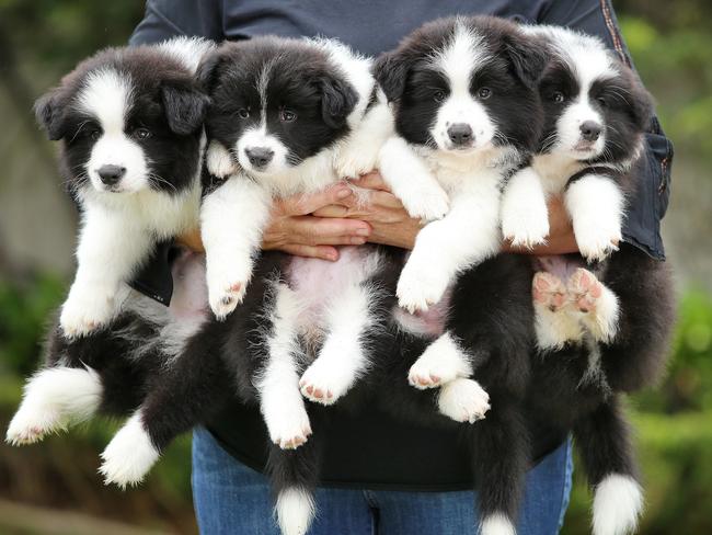 The border collie pups. Picture: Sam Ruttyn