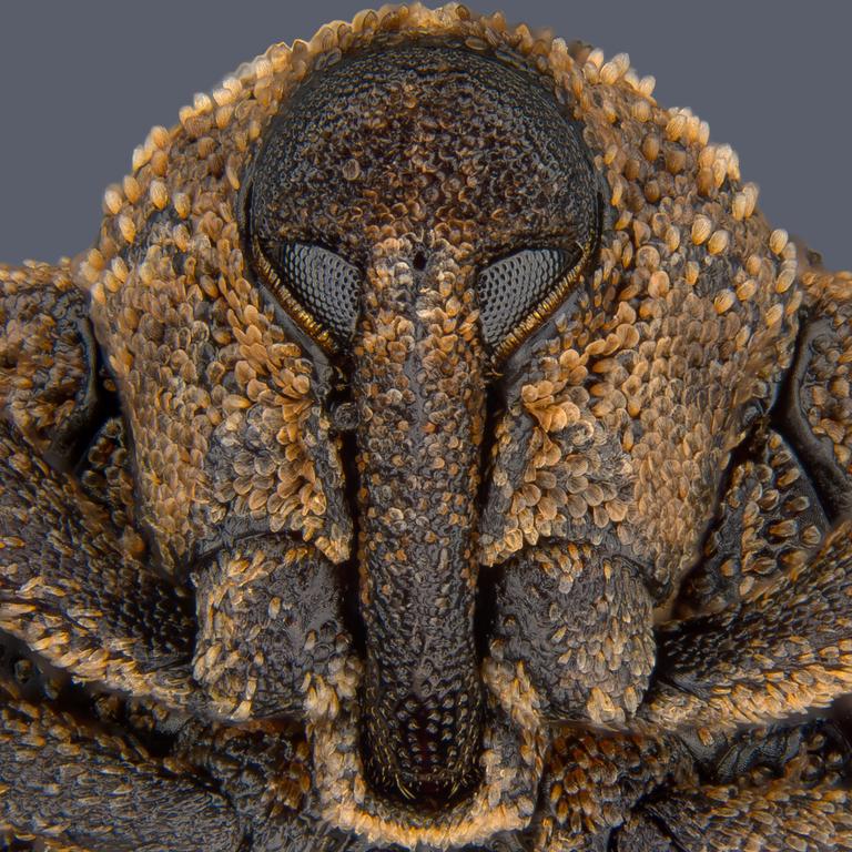 8th Place Portrait of Sternochetus mangiferae (mango seed weevil) Picture: Pia Scanlon