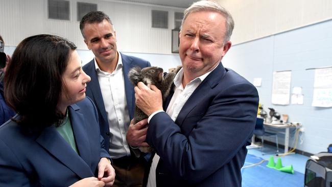 Labor opposition leaders Anthony Albanese and Peter Malinauskas and Queensland MP Terri Butler visit the Adelaide Koala Rescue at Paradise, meeting koala joey Jack. Picture: Tricia Watkinson