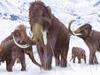 An illustration of a family of Woolly Mammoths grazing on what is left of the grasses as winter approaches in this ice age scene.