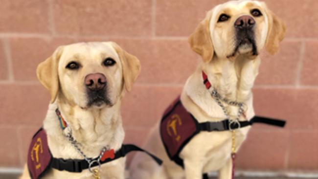 Rizzo and Scarlet, the dogs used in the Covid-19 Dog Screening Program. Picture: Early Alert Canines