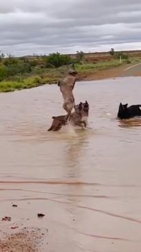 Cattle dogs beat the heat in NSW