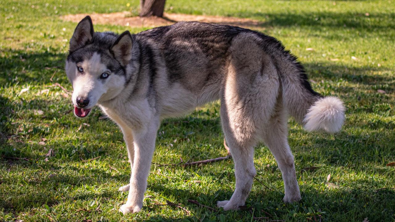 The RSPCA suspects the female dog ate a second deceased dog out of desperation. Picture: Barb Seidel / RSPCA