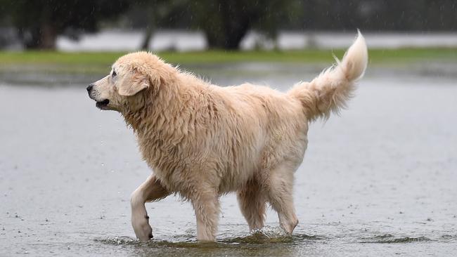 The inner west was inundated when the Cooks River flooded on Sunday – and it could all happen again tonight when the tide comes in.