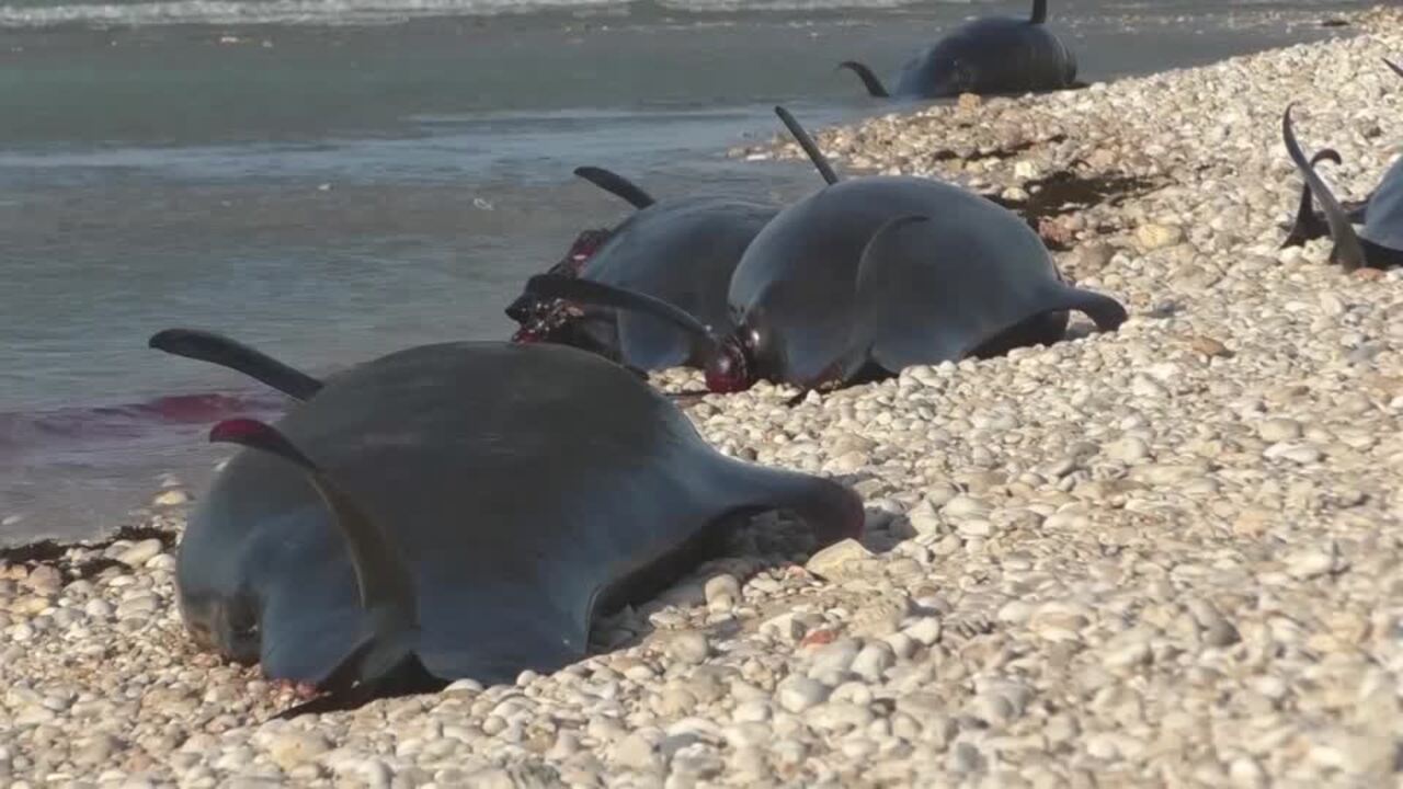 Investigation ongoing behind deaths of over 100 dolphins in Somalia