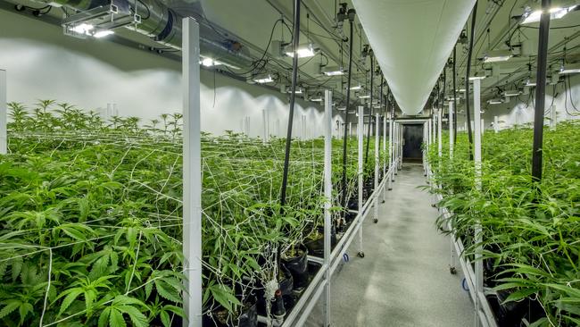 An indoor nursery for growing medical marijuana. Photo: istock