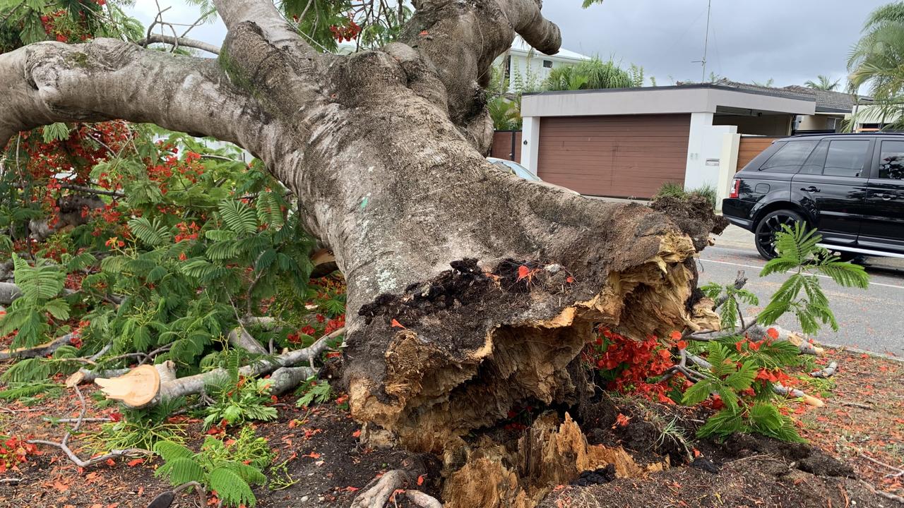 Broadbeach: ‘Magnificent 100-year-old’ tree breaks, falling onto road ...