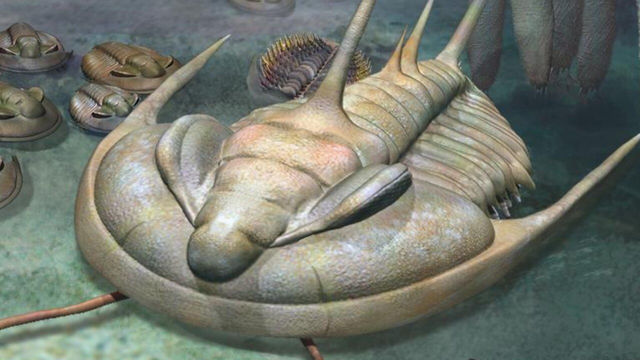 Fossil of giant new species of trilodite found on Kangaroo Island |   — Australia's leading news site