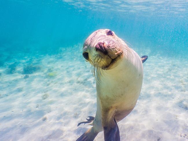 Seals at Baird Bay, South Australiacredit: David Edgarescape12 september 2021cover story animal family holiday