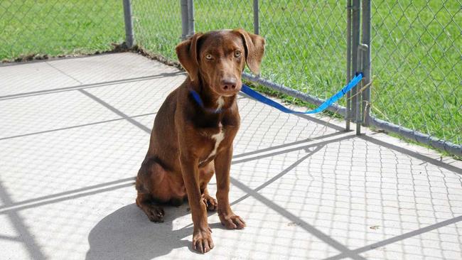 FURRY FRIEND: Get along to Lismore City Council's first Lismore Pound open day on Saturday, November 9. Picture: Contributed