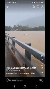 Cows float down Barron River