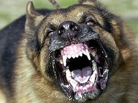 File shot of German Shepherd. Dog attack.