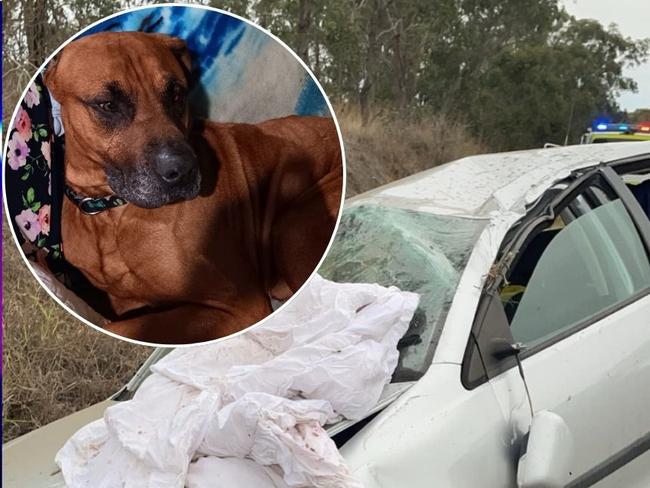 Yoda the mastiff cross rottweiler was found safe a week after a car crash near Murgon.