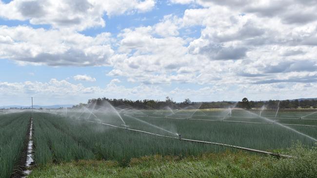 Spring onions grow on Maragi Farms, Lake Clarendon. Photo: Hugh Suffell.