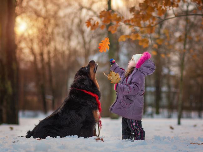 Timeless ... Arina, and Dia and Maria the Tibetan Mastiffs. Picture: Little Kids and Their Big Dogs