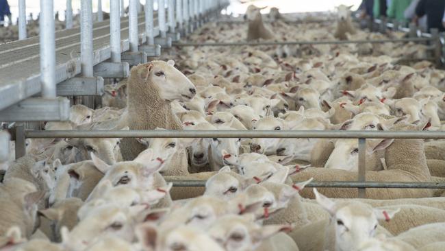 Sheep yarded at the Ballarat first-cross ewe sale last week, where about 20,000 were on offer. Picture: Zoe Phillips