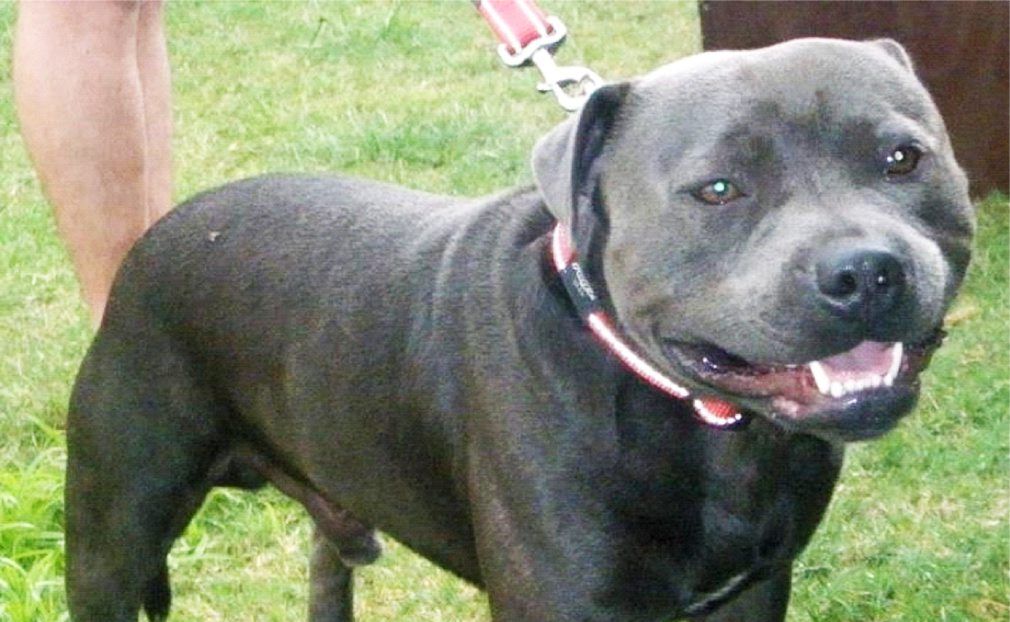 Blue sales bronson staffy