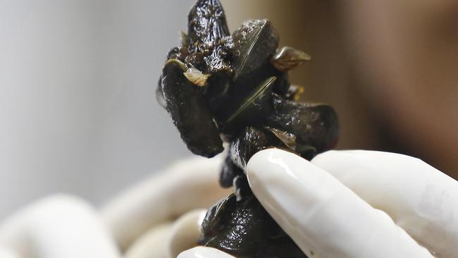 In this Jan. 29, 2015 photo, Brazilian researcher Marcela Uliano da Silva shows samples of the golden mussel at the Carlos Chagas Filho Biophysics Institute in Rio de Janeiro, Brazil. The golden mussel, which commonly grows to no more than an inch in length, is a hardy breeder, reproducing nine months a year by releasing clouds of microscopic larvae that float with the current to new territories. They attach to hard surfaces like river bedrock, stones, man-made structures and even each other, forming large reef-like structures. (AP Photo/Leo Correa)