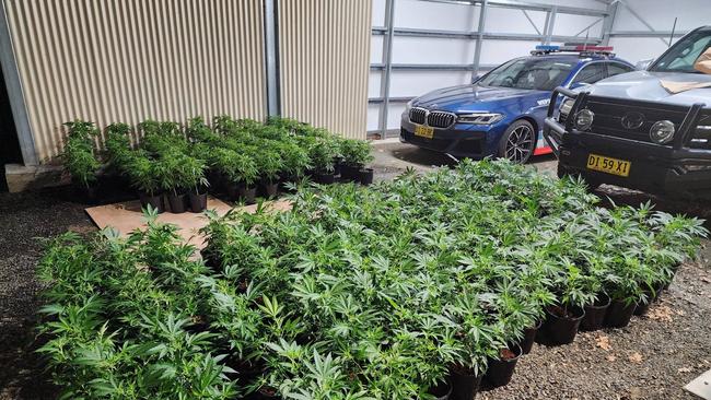 More than 900 cannabis plants were seized. Picture: NSW Police.