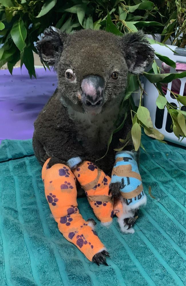 Peter the koala is recovering. Picture: Facebook/Koala Hospital Port Macquarie