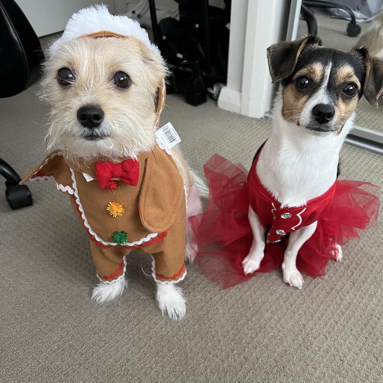 All Day Christmas Santa Party Dog Dress Red and Gingerbread Man Dog Costume Set. Picture: Harriet Amurao/Supplied