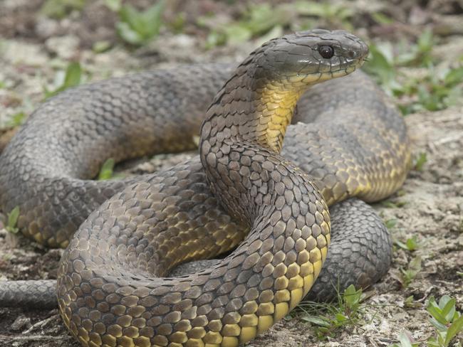 Tiger Snake