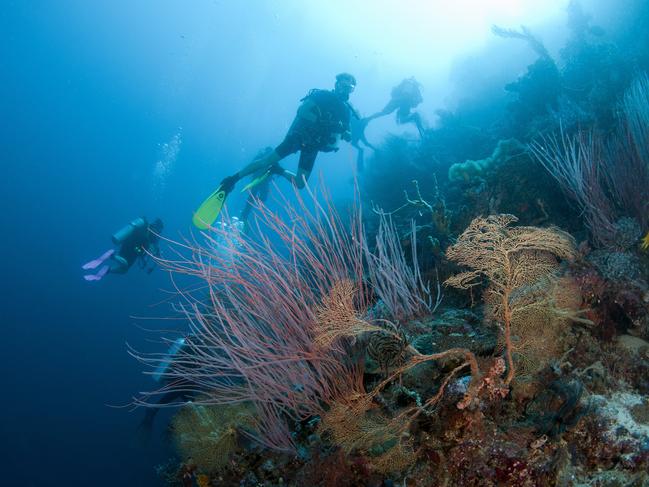 The Far Northern Reefs of the Great Barrier Reef are still in excellent condition.