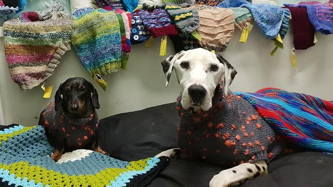 A photo of an unnamed dachshund and Barry the dalmatian posted by Storybook Farm-Sacred Animal Garden on Tuesday March 19th. Barry was euthanised the next day by RSPCA after finding he had horrific wounds.