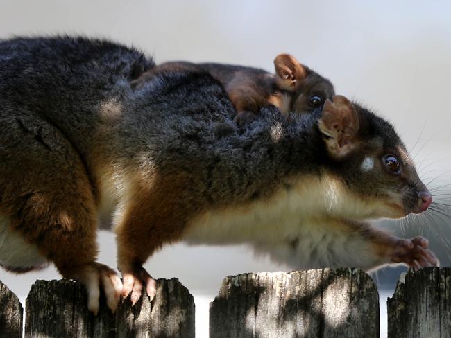 Ringtail Possum Mother And Joeys Escape Magpie Attack Daily Telegraph