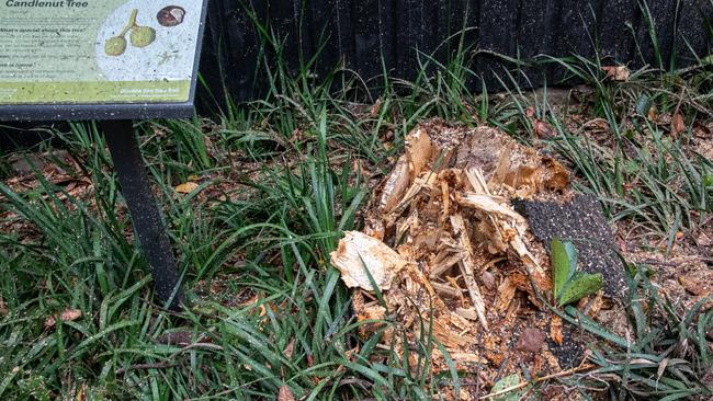 The stump of the fallen tree. Picture: Thomas Lisson