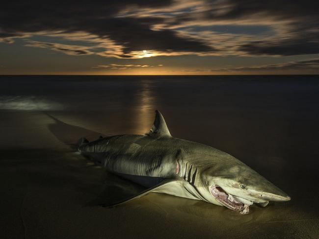 Great white shark - Australian Geographic