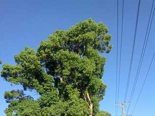 Misshapen camphors pruned to accommodate power lines. Picture: Barbra Fahey