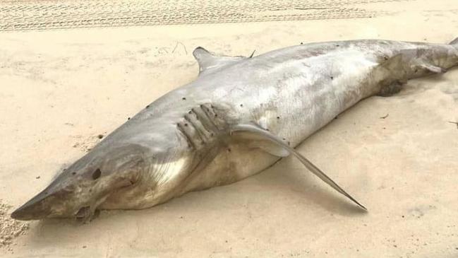 An endangered mako shark washed up on K'gari.