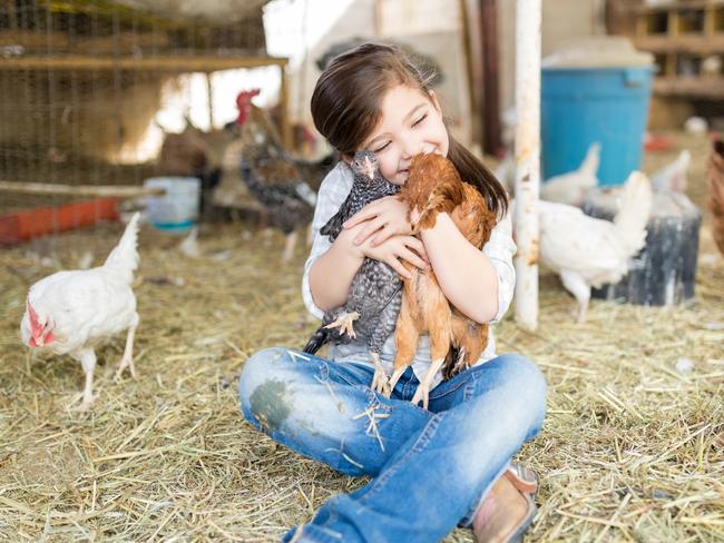 Things to consider when keeping backyard chickens are space, weather, cleanliness and security.