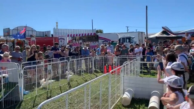 Show Whitsunday crowds cheer ducks' dash to the finish line