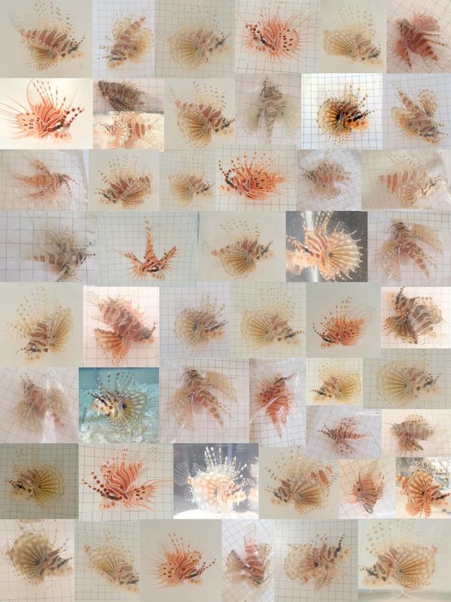 Montage of 50 lion fish used by academic Oona Lonnstedt to defend her research. Picture: Supplied