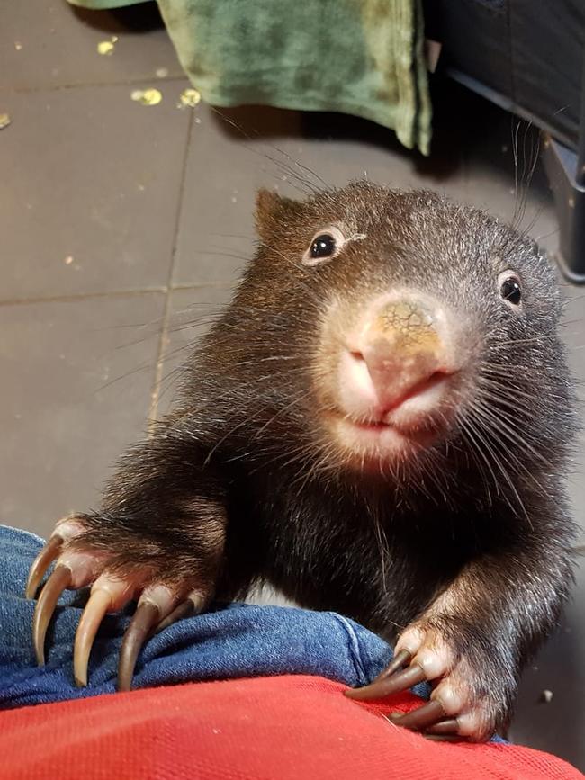 Founder and President of Wombat Rescue, Yolandi Vermaak, taking care of a young wombat. Picture: Wombat Rescue Facebook Page.