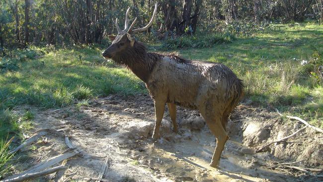 Appealing argument: A deer in a wallow in the Alpine National Park, where the focus by Parks Victoria has been brumbies.