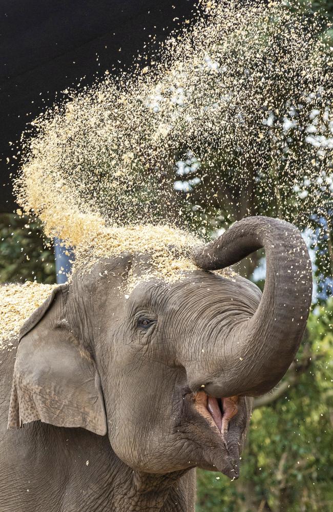 Asian elephant Pak Boon enjoys a sawdust bath at Taronga Zoo Sydney as part of the World Elephant Day celebrations. Picture: Rick Stevens