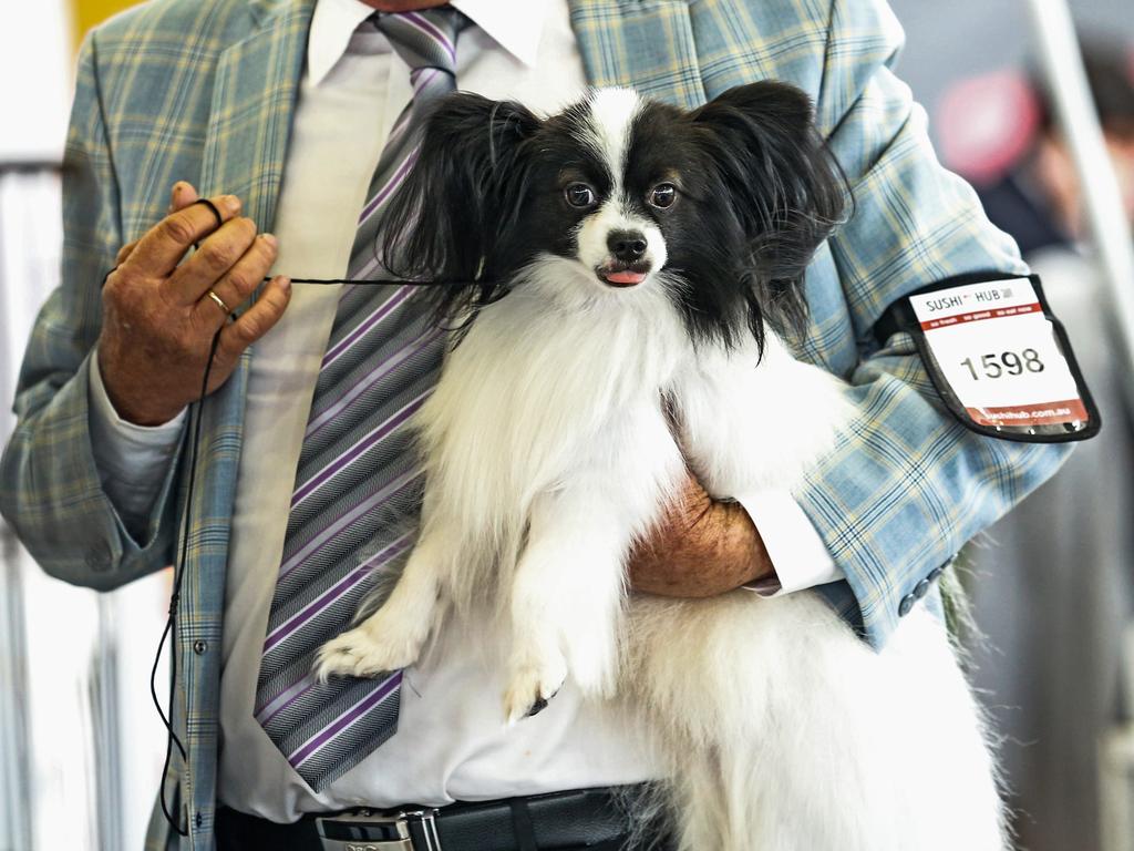 A Papillon at this year’s Ekka dog show. Picture: Zak Simmonds