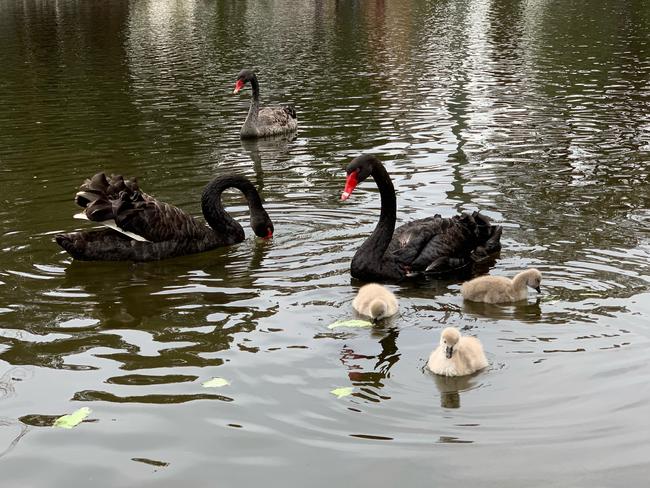 The Black Swan family in happier times. Image courtesy of Roshnee Cheney